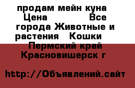 продам мейн куна › Цена ­ 15 000 - Все города Животные и растения » Кошки   . Пермский край,Красновишерск г.